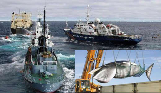 日本捕1430吨鲸肉:这到底是怎么回事 日本捕1430吨鲸肉:这到底是怎么回事