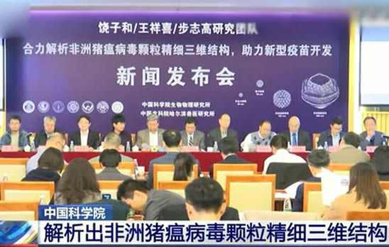 中国解析猪瘟病毒：这到底是怎么回事