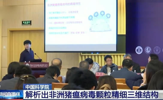 中国解析猪瘟病毒：这到底是怎么回事