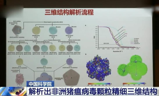 首次"看清"非洲猪瘟病毒中国科学院和中国农业科学院10月18日宣布