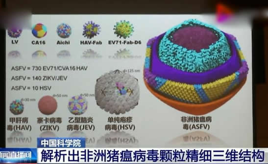 中国解析猪瘟病毒这到底是怎么回事
