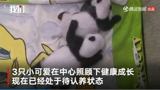 3大熊猫公开认养：有什么条件到底什么情况