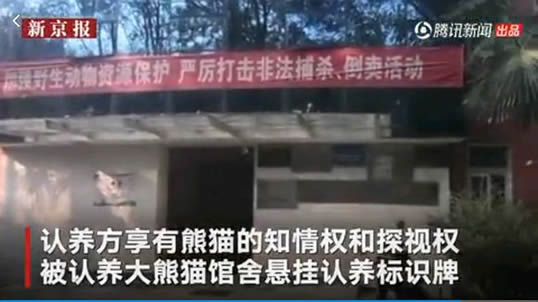 3大熊猫公开认养：有什么条件到底什么情况