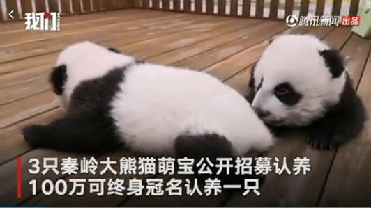 3大熊猫公开认养：有什么条件到底什么情况