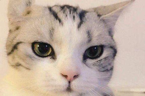 抖音网红猫：十大网红猫名字及简介