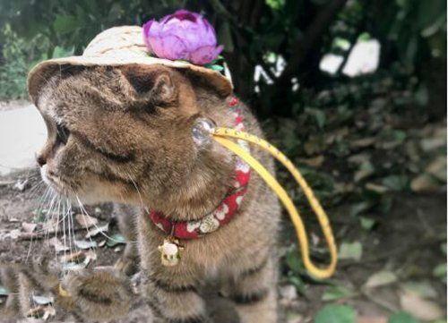 抖音网红猫：十大网红猫名字及简介