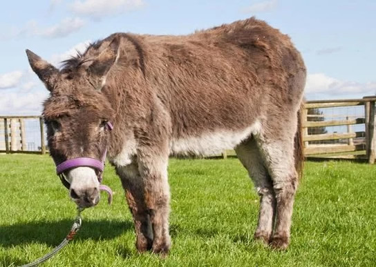 史上最高龄驴大寿:驴60岁破吉尼斯被网友羡慕 史上最高龄驴大寿:驴60岁破吉尼斯被网友羡慕