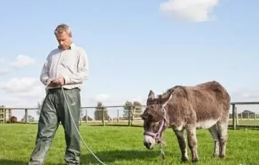 史上最高龄驴大寿:驴60岁破吉尼斯被网友羡慕 史上最高龄驴大寿:驴60岁破吉尼斯被网友羡慕