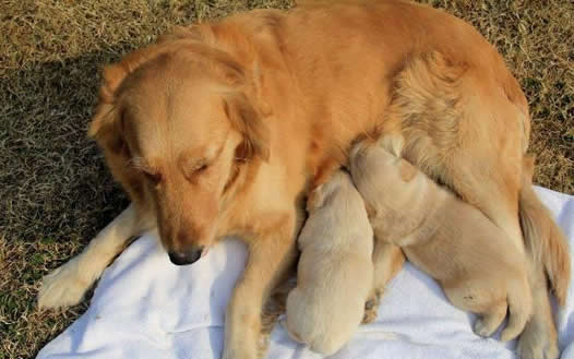 金毛产薄荷绿幼崽：这到底是怎么回事