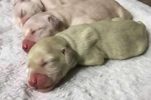 金毛产薄荷绿幼崽：这到底是怎么回事