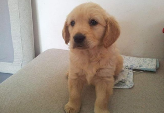 金毛产薄荷绿幼崽：这到底是怎么回事