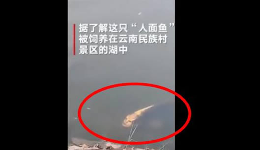 云南惊现人脸锦怎么回事：视频画面曝光令人惊呼不已