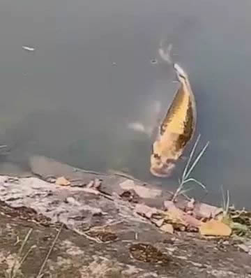 云南惊现人脸锦怎么回事：视频画面曝光令人惊呼不已