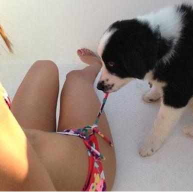 狗果然是人类的好朋友