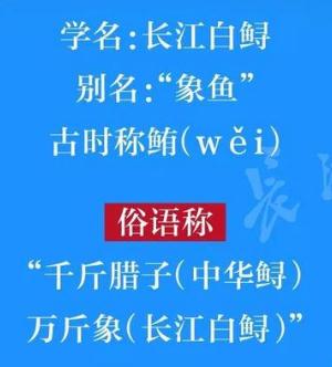 长江特有物种灭绝：了解真相后令人心痛