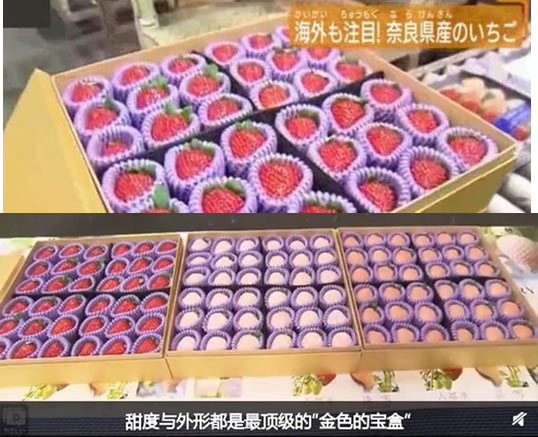 日本一颗草莓900元：高价的还有西瓜、螃蟹和牛
