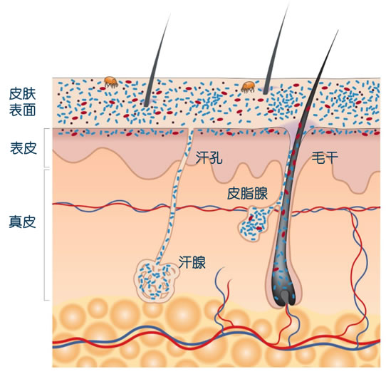 护肤新思路 从肌肤微生态健康入手