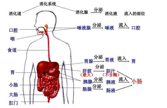 究竟人体的胃在什么位置呢?