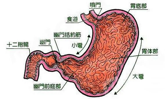 胃在哪个位置图教你如何保护胃肠道健康
