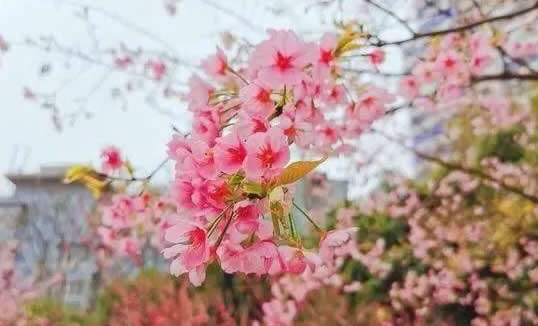 五一能不能出去玩?专家给出提示请做好2020五一安排 五一能不能出去玩?专家给出提示请做好2020五一安排