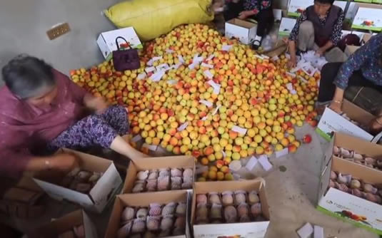 80岁奶奶直播带货一周卖杏40箱 风趣幽默画面曝光 80岁奶奶直播带货一周卖杏40箱 风趣幽默画面曝光