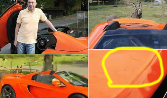 一头驴把跑车当胡萝卜啃食 画面详情曝光驴主人悲剧