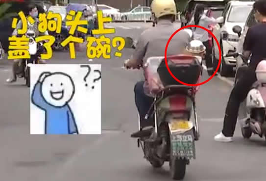 大爷骑摩托车给狗戴上头盔 狗都戴了你还有什么理由不戴? 大爷骑摩托车给狗戴上头盔 狗都戴了你还有什么理由不戴?