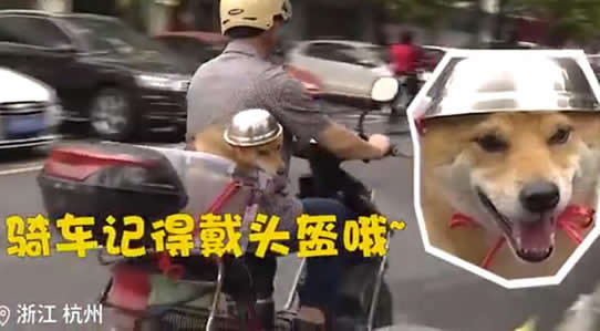 大爷骑摩托车给狗戴上头盔 狗都戴了你还有什么理由不戴? 大爷骑摩托车给狗戴上头盔 狗都戴了你还有什么理由不戴?