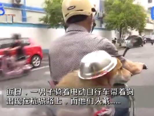 大爷骑摩托车给狗戴上头盔 狗都戴了你还有什么理由不戴? 大爷骑摩托车给狗戴上头盔 狗都戴了你还有什么理由不戴?