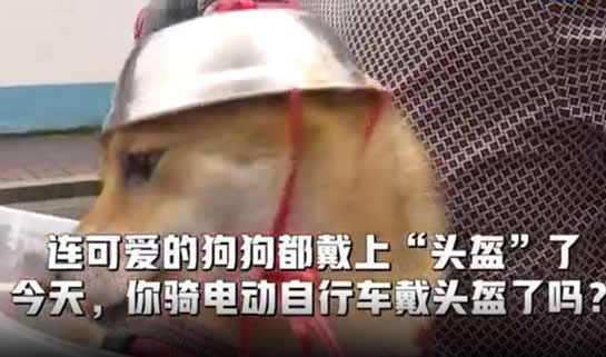 大爷骑摩托车给狗戴上头盔 狗都戴了你还有什么理由不戴? 大爷骑摩托车给狗戴上头盔 狗都戴了你还有什么理由不戴?