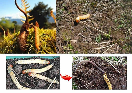 吃虫草到底是虫子还是草（科学解释和传说故事）