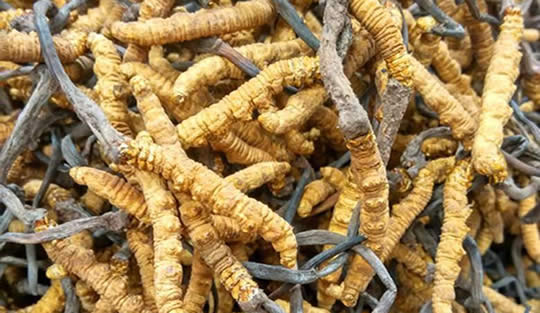 吃虫草到底是虫子还是草（科学解释和传说故事）