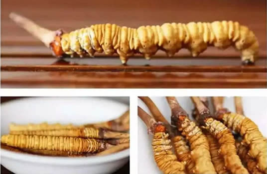 吃虫草到底是虫子还是草（科学解释和传说故事）