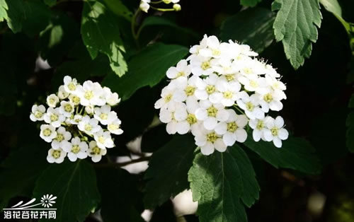 丹姿丝维丽好不好 618洗护新选就是它 丹姿丝维丽好不好 618洗护新选就是它