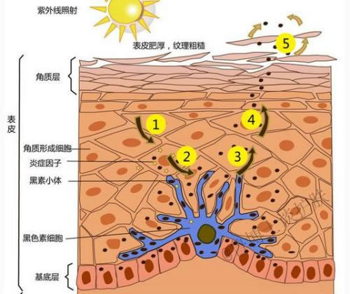 夏天美白攻略，让你白到没朋友的养肤型防晒！