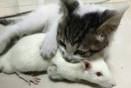 猫为什么要吃老鼠 和猫爱吃鱼一样是身体营养需要
