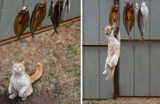 猫为什么要吃老鼠 和猫爱吃鱼一样是身体营养需要