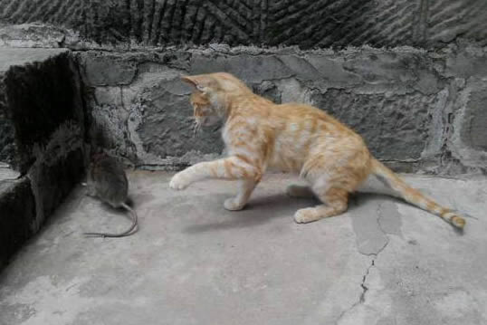 猫为什么要吃老鼠 和猫爱吃鱼一样是身体营养需要