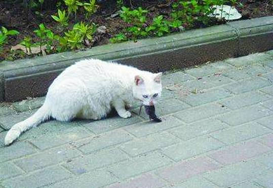 猫为什么要吃老鼠 和猫爱吃鱼一样是身体营养需要