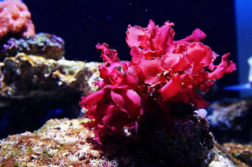 保湿、清洁、修复、抗老,海藻护肤品牌大扒皮! 保湿、清洁、修复、抗老,海藻护肤品牌大扒皮!