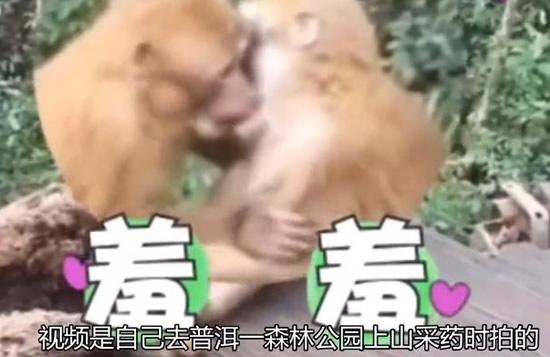 两只猴子接吻被发现害羞打闹 网友:旅游情侣教的 两只猴子接吻被发现害羞打闹 网友:旅游情侣教的