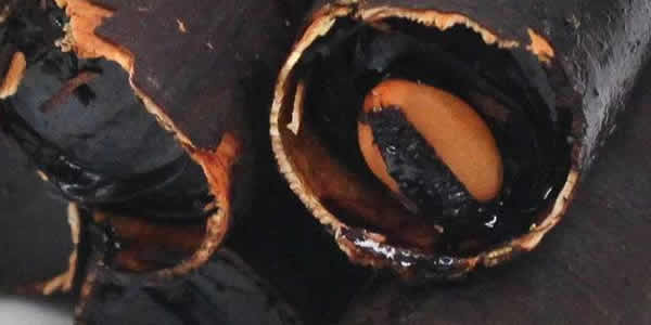 缅甸便秘果有副作用吗 缅甸便秘果有副作用吗