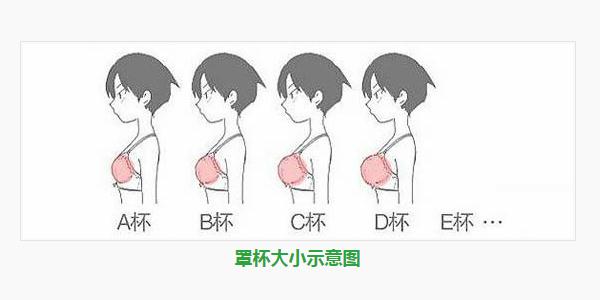 1,用尺子测量胸围,下胸围.乳房下垂者应把乳房推高至正常位置后测量.