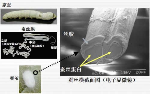 COMOACE科美爱丝进入中国市场，靠的是这些“亮点”