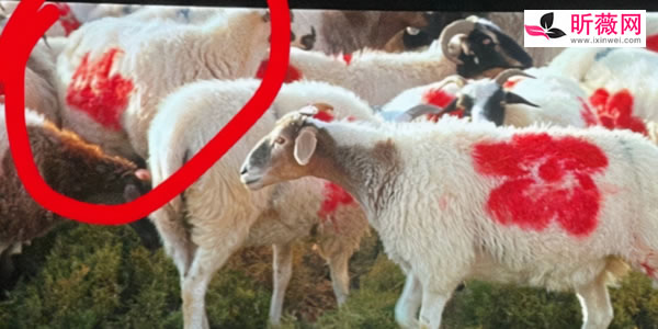 送你一朵小红花彩蛋有哪些？