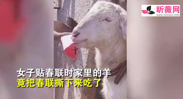 刚贴好的春联被羊撕下来吃了（津津有味的画面）