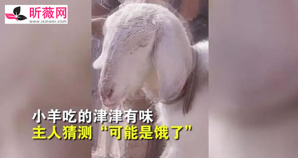 刚贴好的春联被羊撕下来吃了（津津有味的画面）