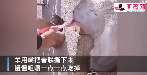 刚贴好的春联被羊撕下来吃了（津津有味的画面）