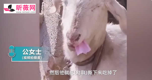 刚贴好的春联被羊撕下来吃了（津津有味的画面）