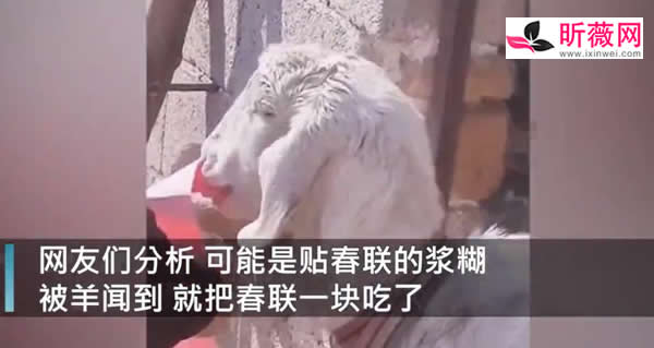刚贴好的春联被羊撕下来吃了（津津有味的画面）